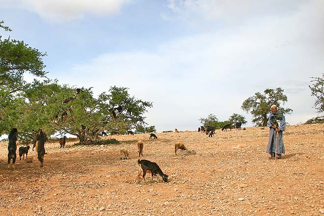 Maroc, Arganiers