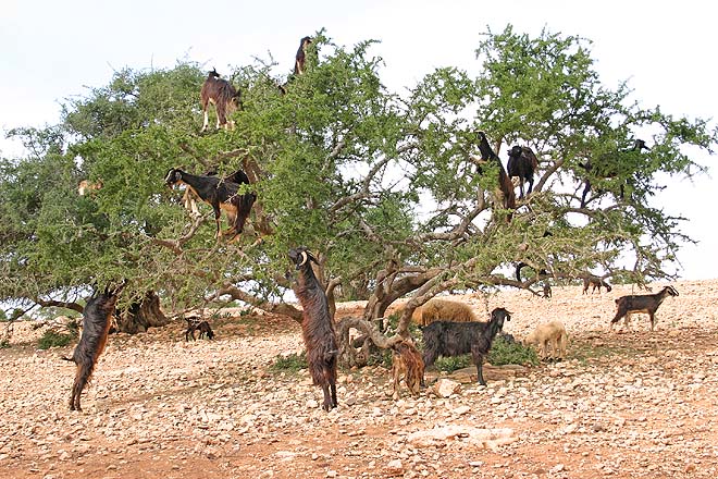 Maroc, Arganiers