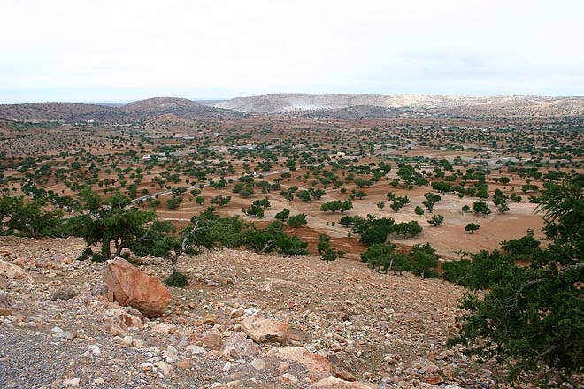 Maroc, Arganiers