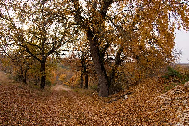 Le Montat, chemin près de Quercy