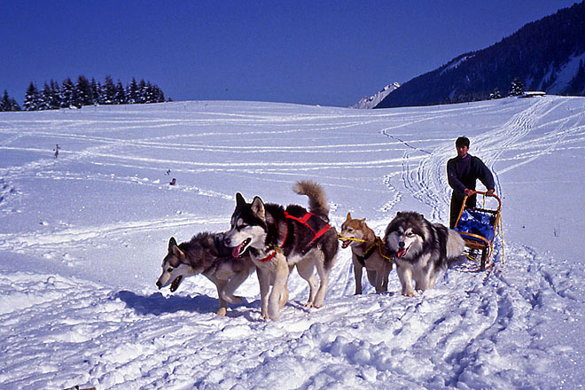 Chiens de traineaux, plateau des Glières