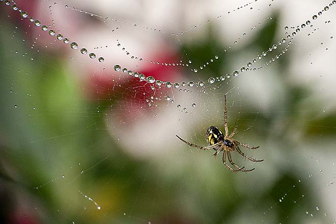 Araignée,Mangora acalypha