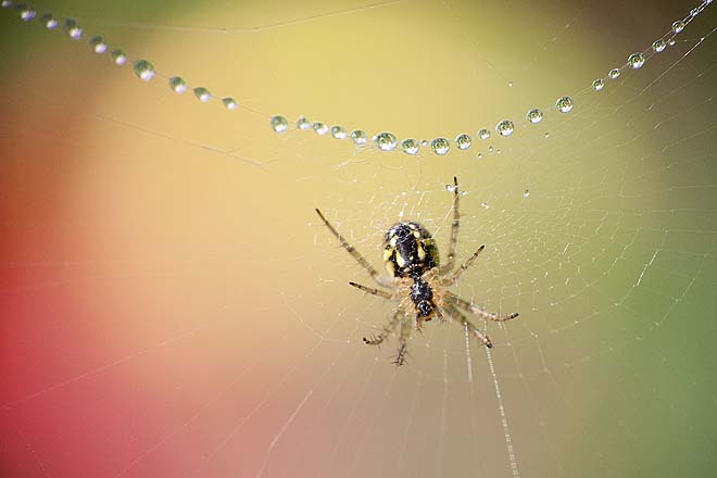 Araignée,Mangora acalypha