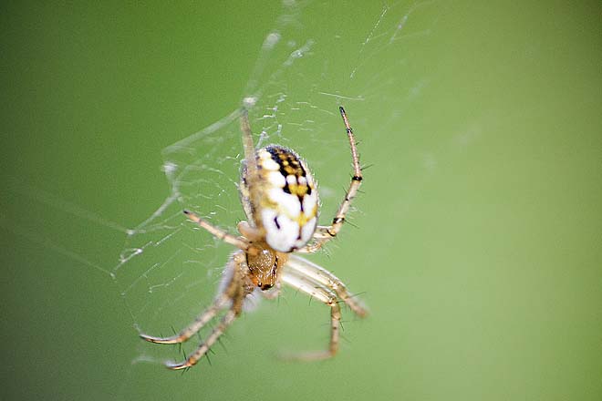 Araignée,Mangora acalypha