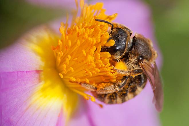 Abeille,Ciste cotonneux