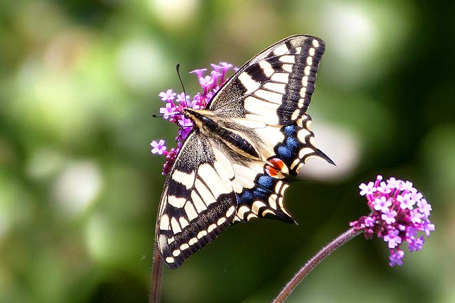 Papillon, Machaon