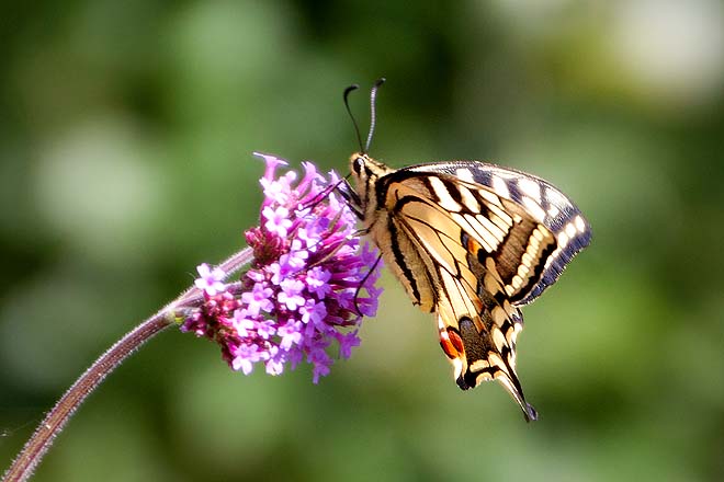 Papillon, Machaon