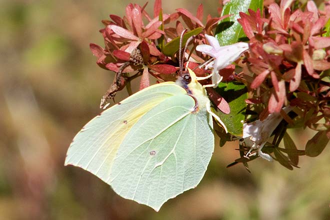 Papillon-Citron