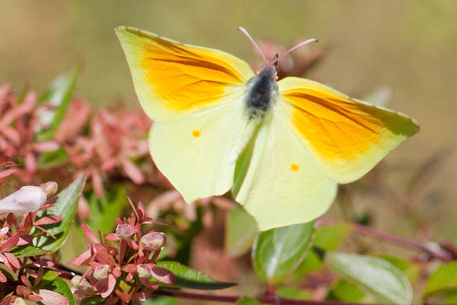 Papillon-Citron