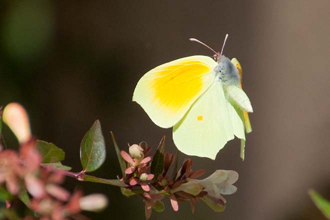 Papillon-Citron