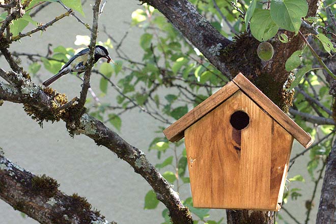 Mésange charbonnière