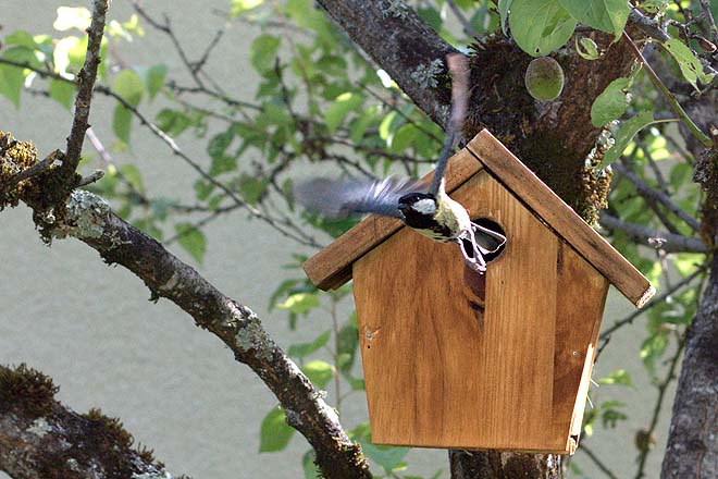 Mésange charbonnière