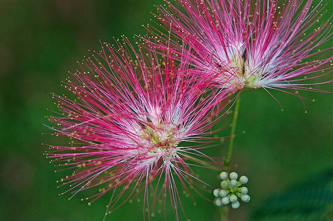 Albizia