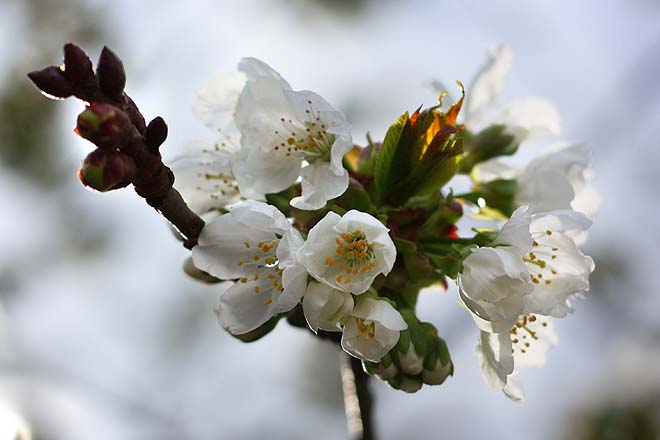 Fleurs de cerisier