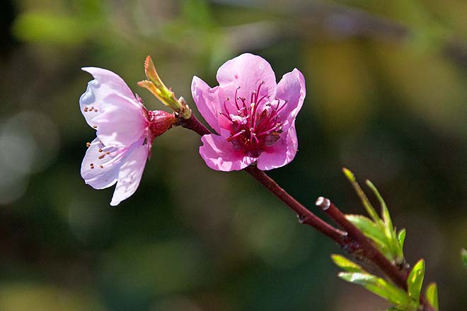 Fleurs de pêcher