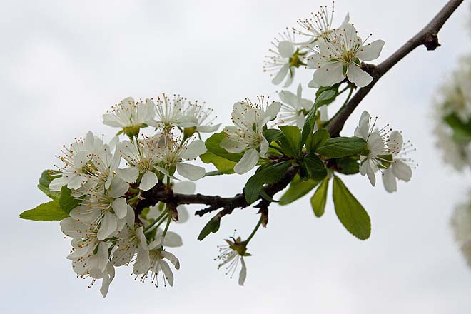 Fleurs de prunier