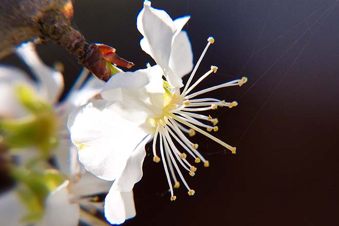 Fleurs de prunier