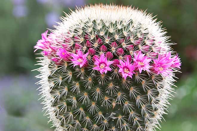 Cactus mammilaria