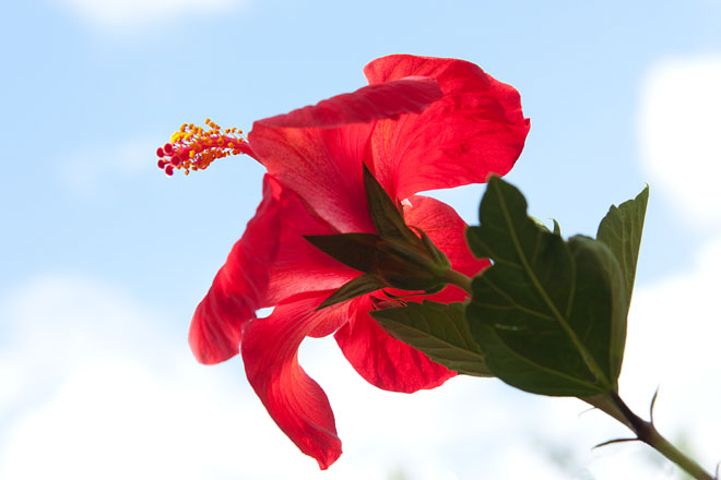 Hibiscus