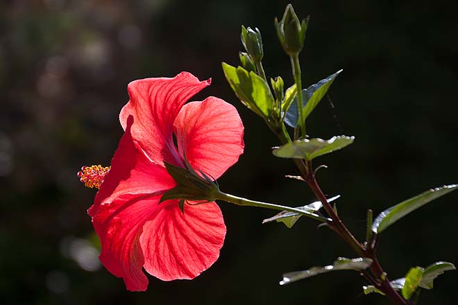 Hibiscus