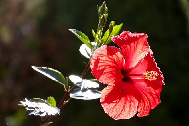 Hibiscus