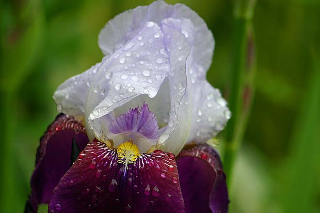 Pivoine officinale