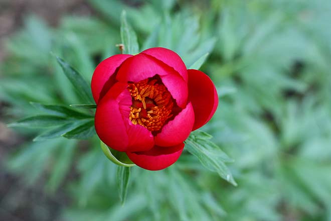 Pivoine officinale