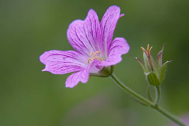 Géranium vivace