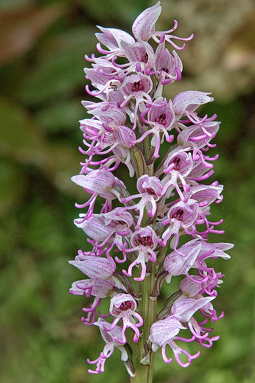 Orchidée-Orchis-Simia