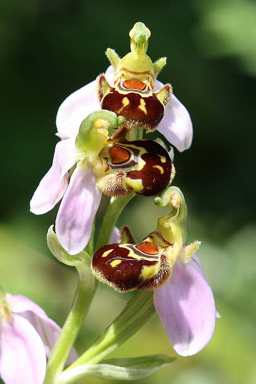 Orchidée, ophrys-apifera