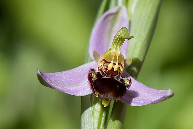 Orchidée, ophrys-apifera