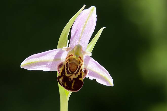 Orchidée, ophrys-apifera