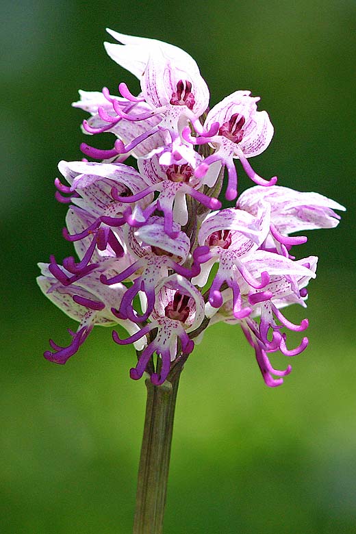 Orchidée-Orchis-Simia