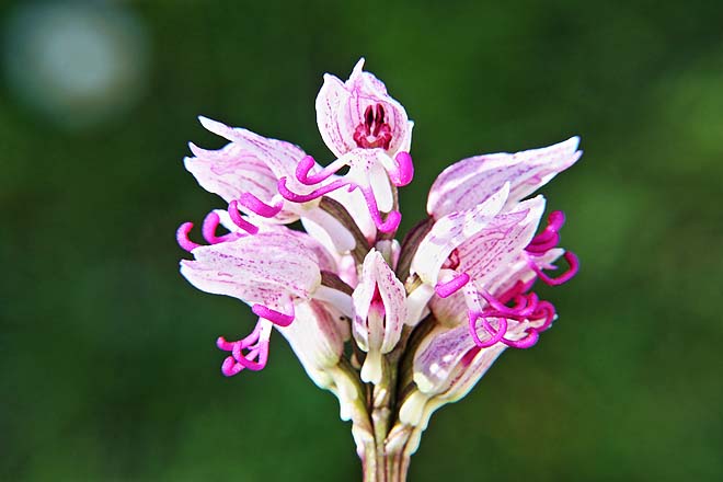 Orchidée-Orchis-Simia