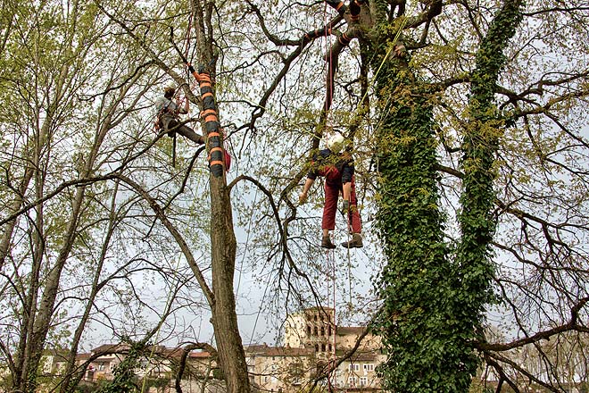 Cahors, concours des élagueurs