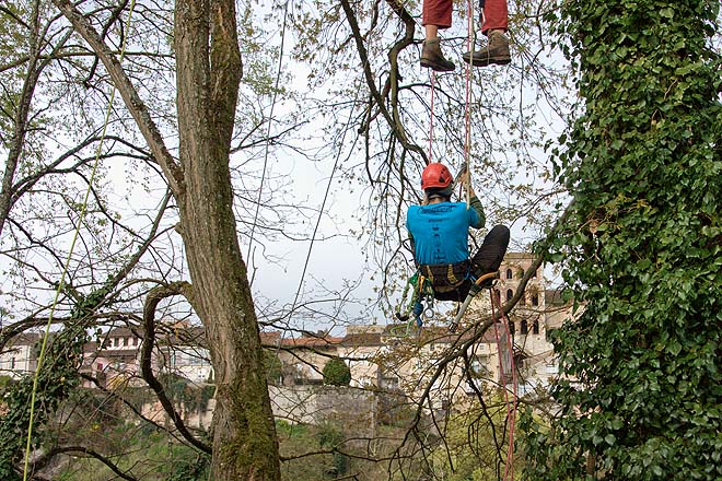 Cahors, concours des élagueurs