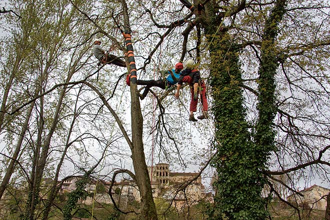 Cahors, concours des élagueurs