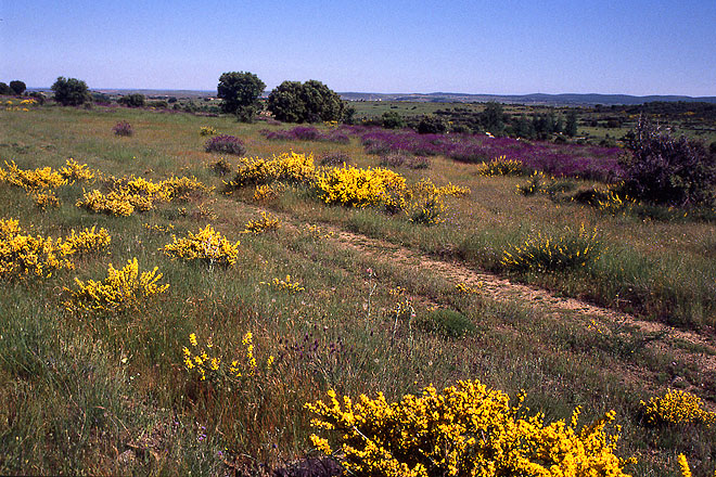 Vers Rabanal del Camino